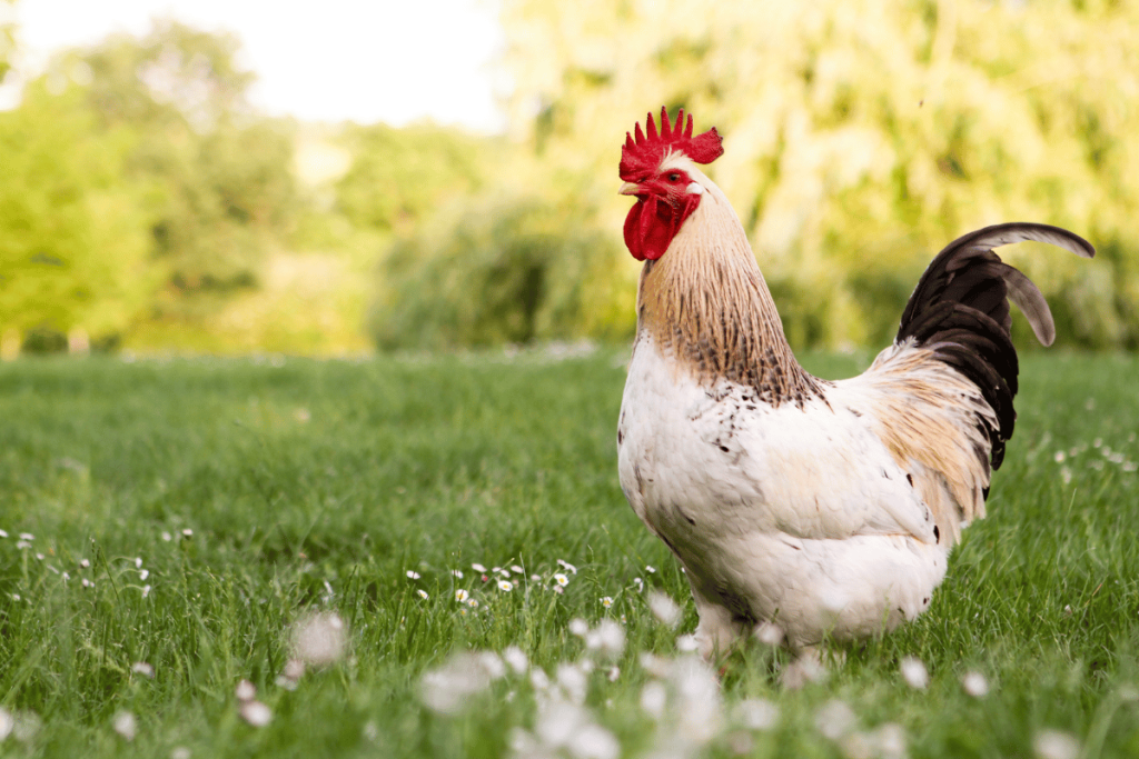 Cool Funny Chicken
