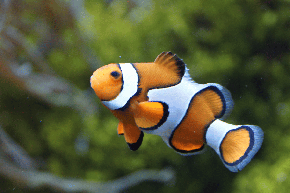 200 Cute Funny Fish Names For Your Cute Aquarium Buddy 200-cute-funny-fish-names-for-your-cute-aquarium-buddy