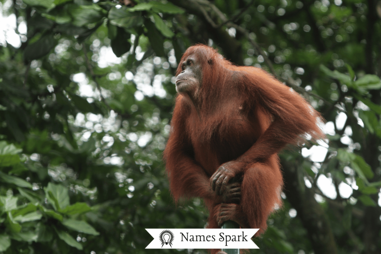 orangutan