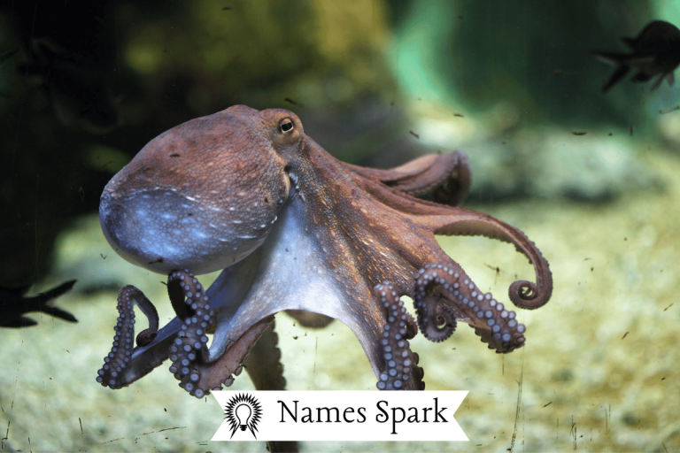 Octopus