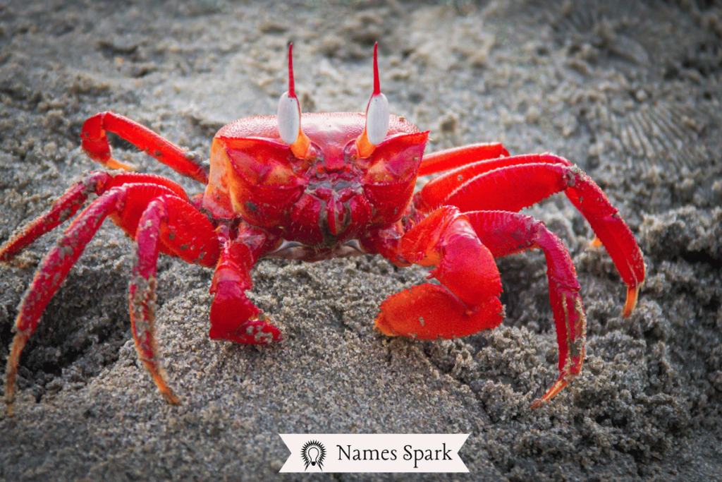 Cute Crab Names