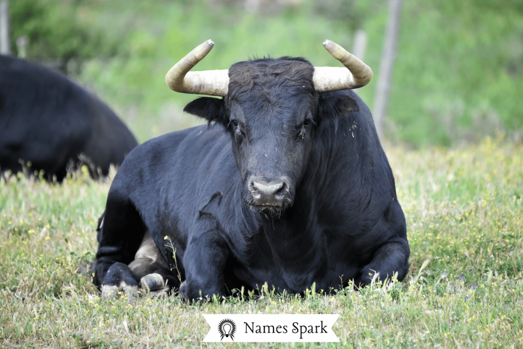 Cool Bull Names