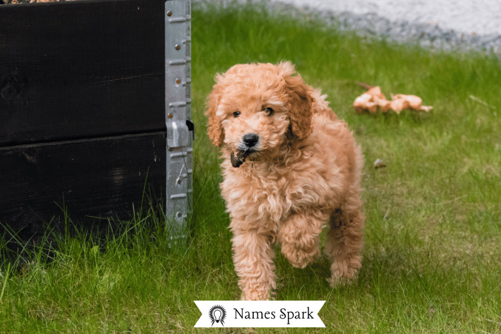 Cute Cavapoo Names