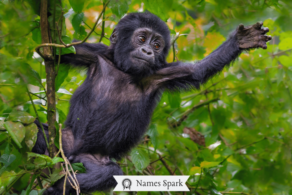 Cute Gorilla Names