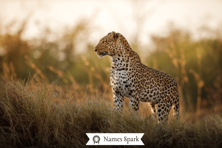 Leopard-names