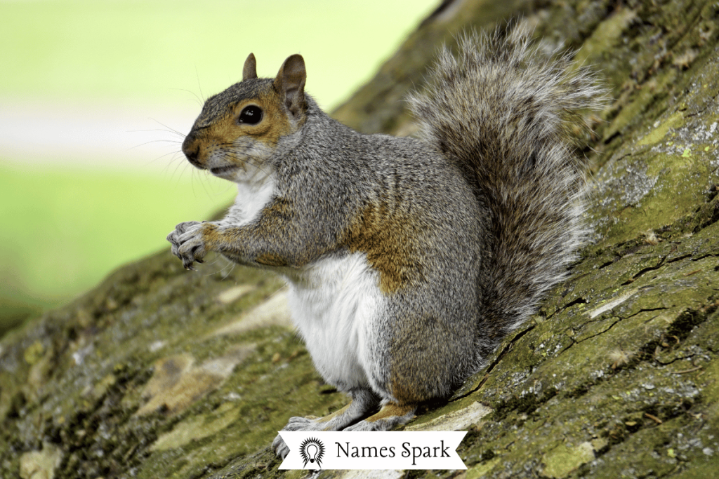 Cool Squirrel Names