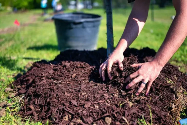 The Role of Mulch in Protecting Soil and Enhancing Landscapes