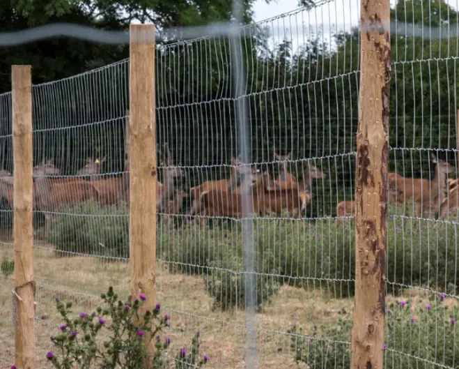 Money-Saving Deer Fencing Ideas from DeerFencing That Work